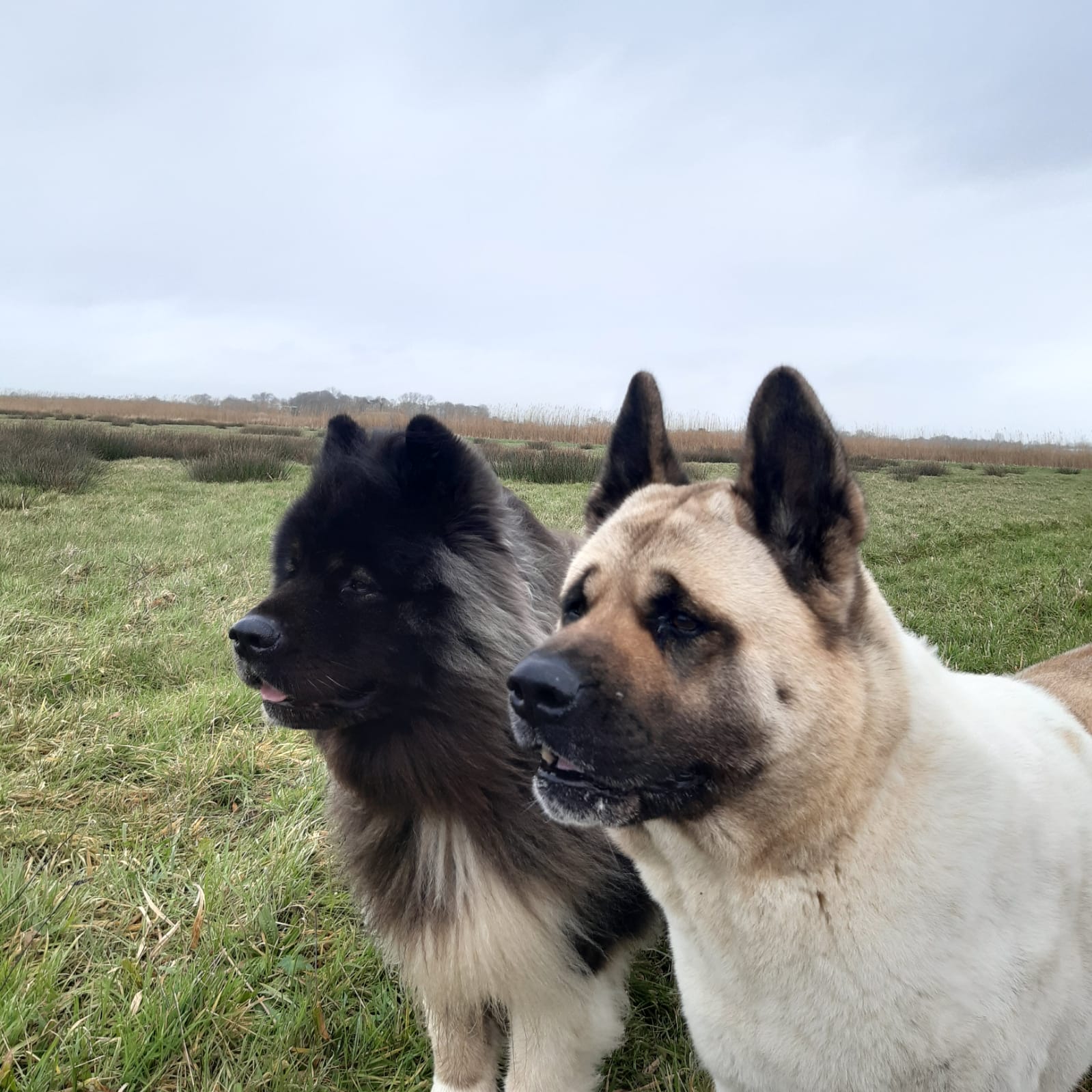 Rustig moment tussen trainer en hond in het park, gedragsbegeleiding Heiloo