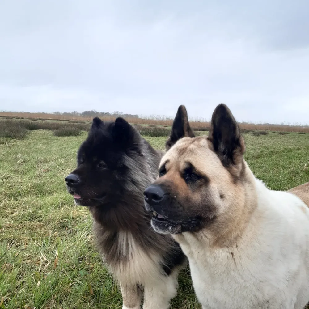 Rustig moment tussen trainer en hond in het park, gedragsbegeleiding Heiloo