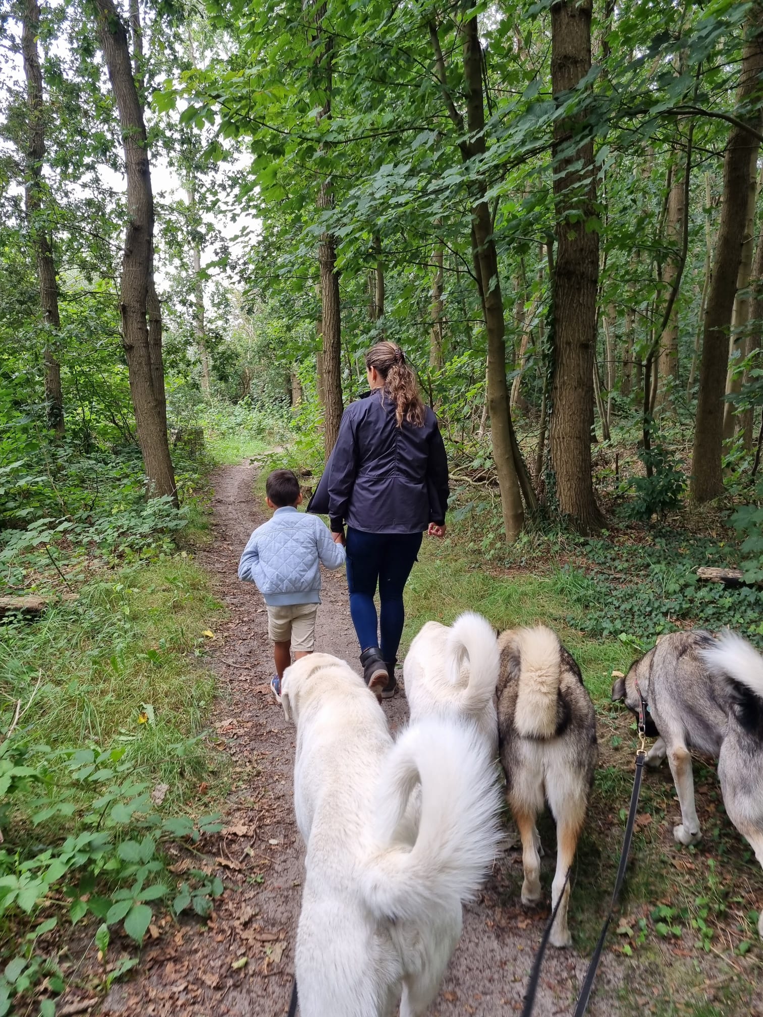 Wandeling met honden in het bos