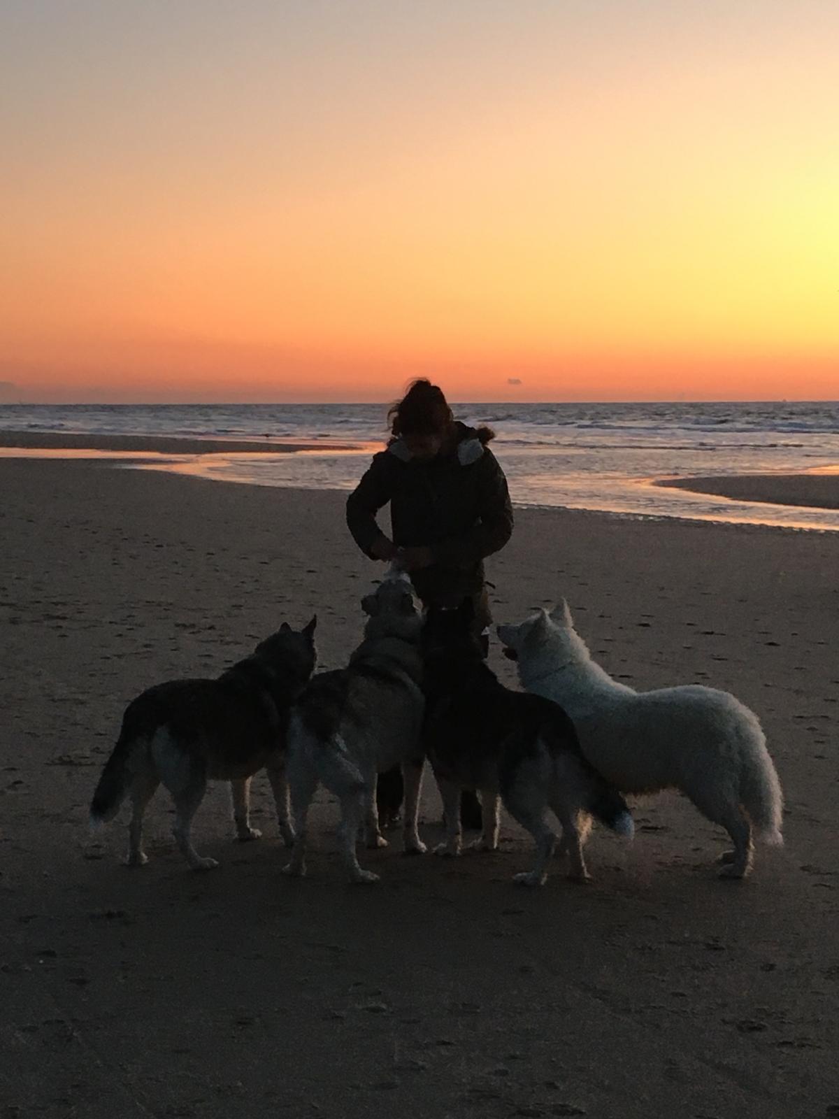 Honden op het strand bij zonsondergang