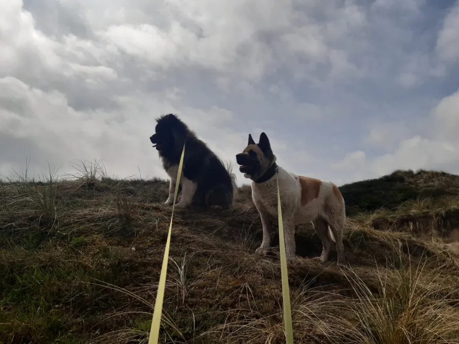 Twee honden op de duinen