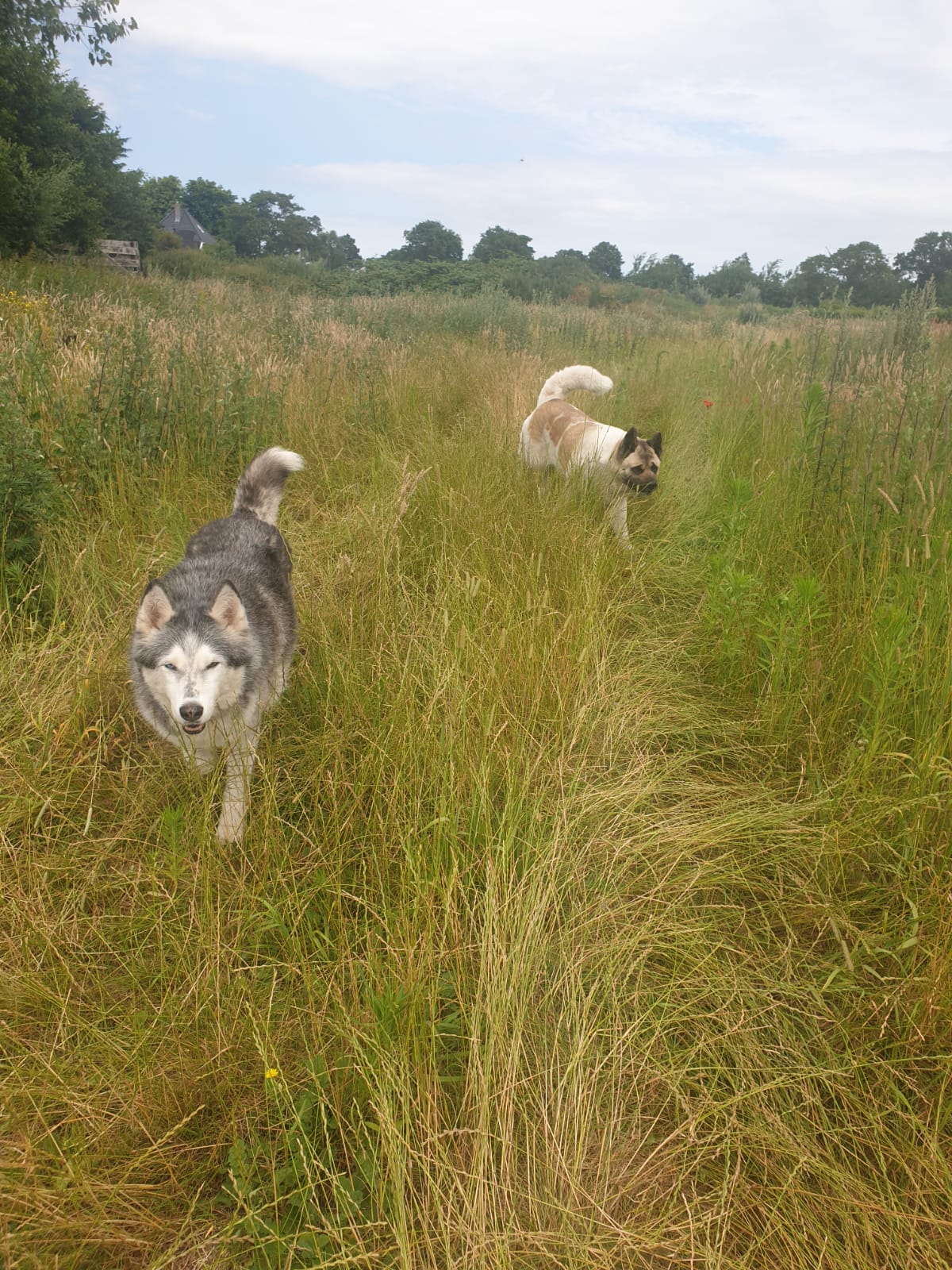 Honden in hoog gras