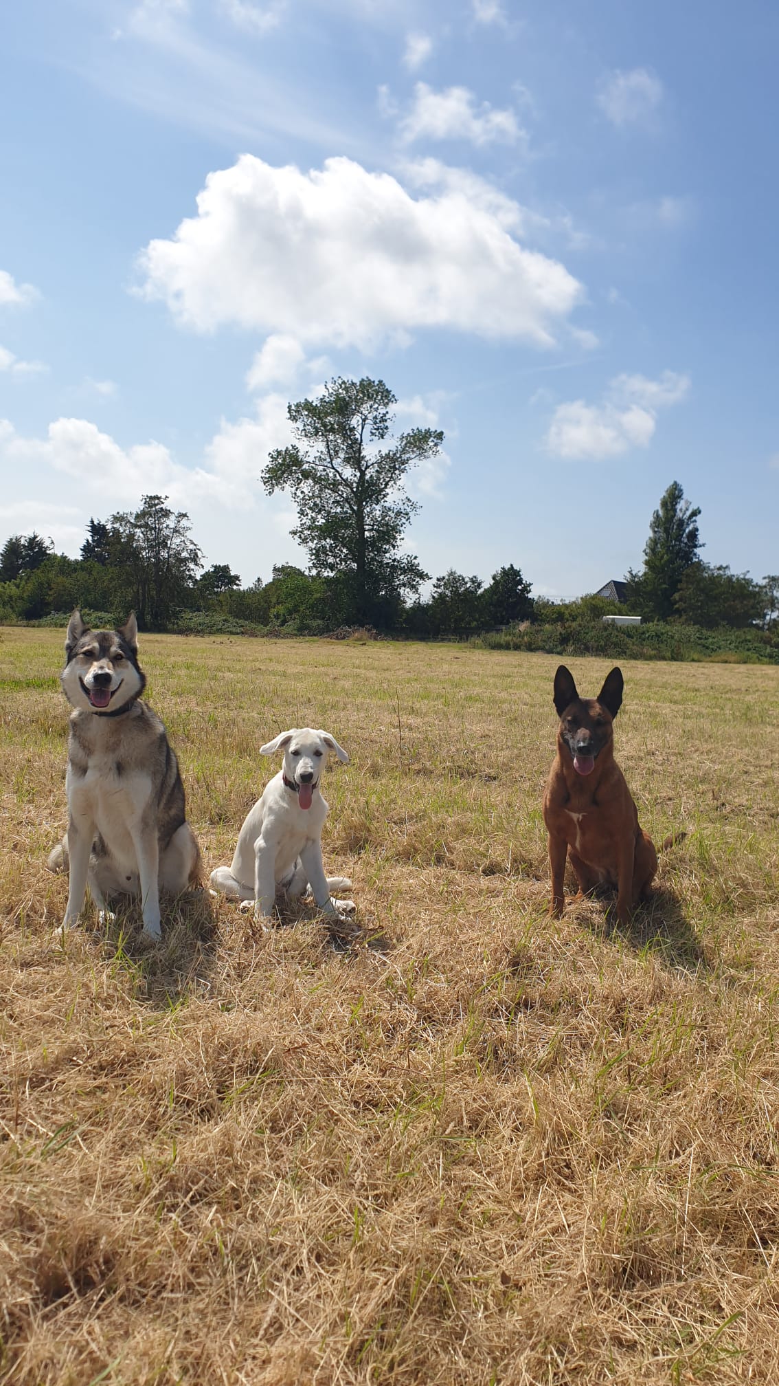 Drie honden zitten in het veld