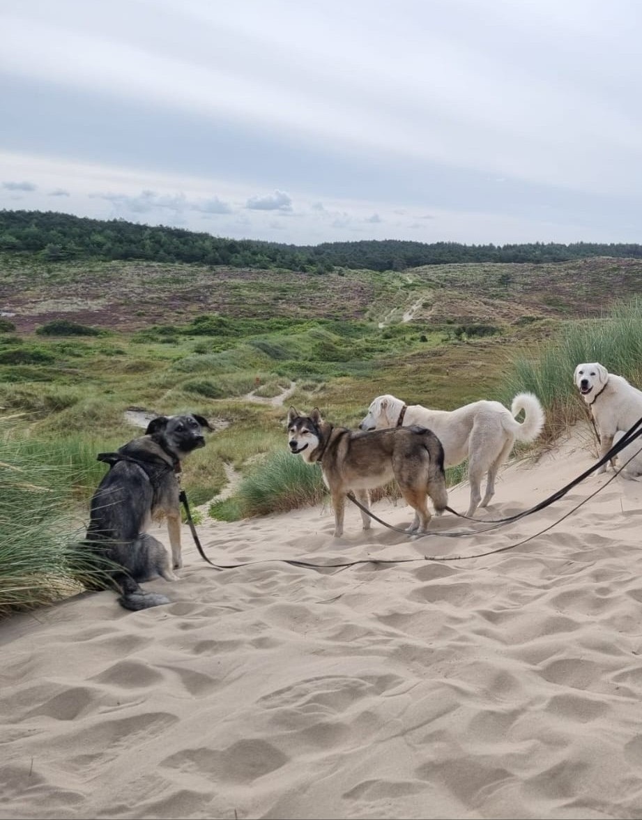 Honden op het strand in de duinen