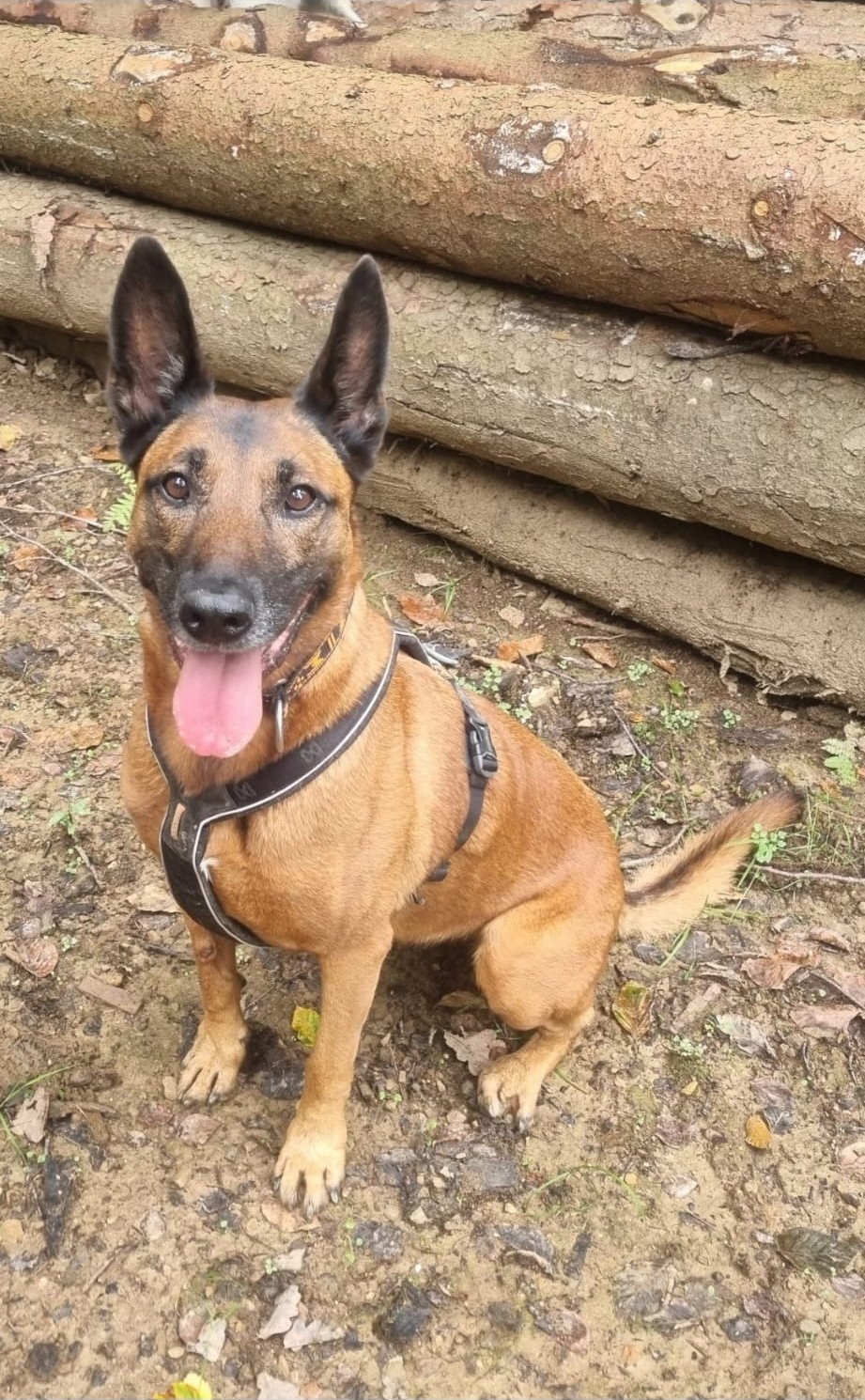 Mechelse herder zit bij boomstammen