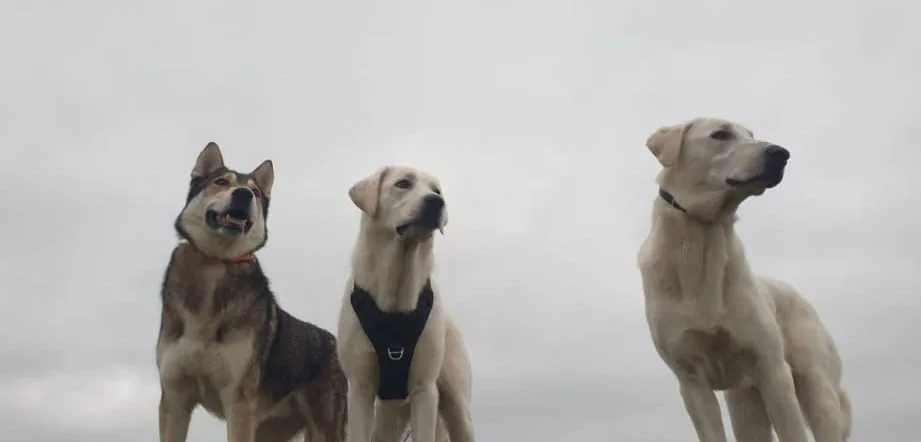 Drie honden staan op een heuvel